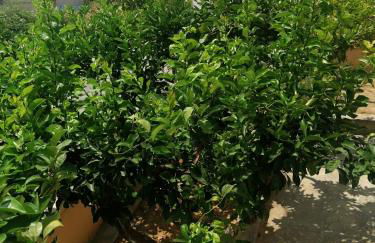 Fella Chalkida - Foto 36