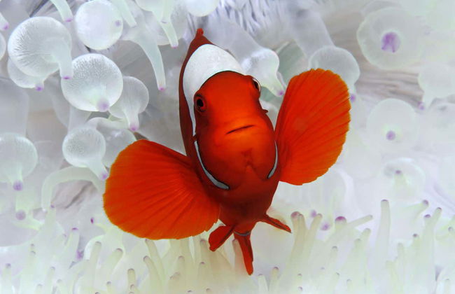 Plongée dans la Grande Barrière de Corail - Photo 5