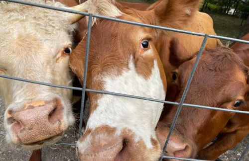 Rustic Mountaintop Cabin on small farm with WiFi - Foto 38