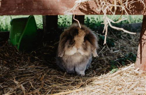 4 Sterne Ferienwohnung Hochries - Foto 19