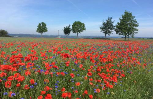 Haus Dorfidyll - Foto 23