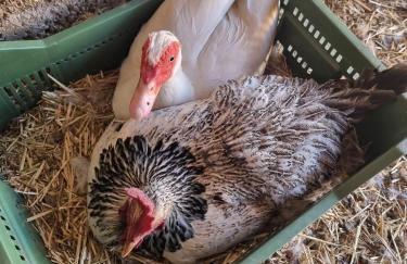 Tantulia la casita del Caballo - Foto 7