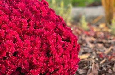 Haus am Berzdorfer See - 3 Schlafzimmer - ganzes Haus zur Alleinnutzung - Terrasse - hochwertige Ausstattung - Foto 41