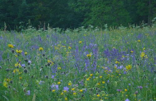 Ferienwohnungen Hubertus - Foto 17