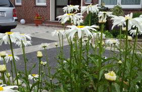 Wohnung 3 mit Terrasse Haus Annegrete - Foto 20