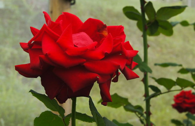 Bagus Agro Pelaga - Foto 68