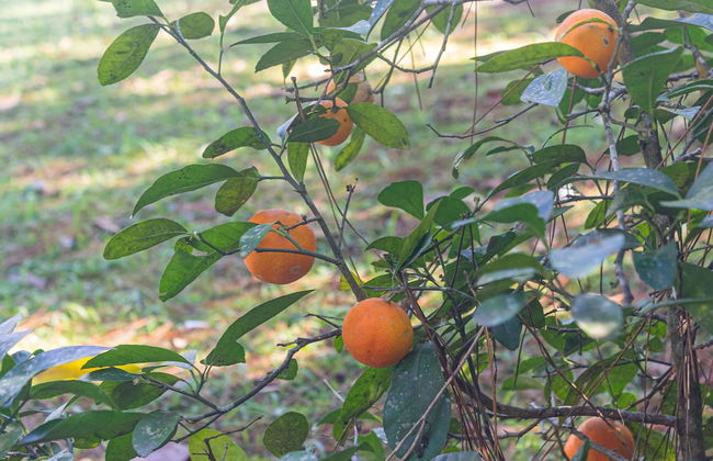 Chácara Master - O Melhor de Guararema - Foto 80