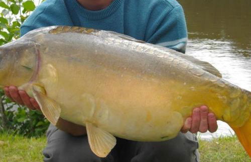 Gîte en pleine nature avec Wifi, animaux acceptés - FR-1-489-122 - Foto 27