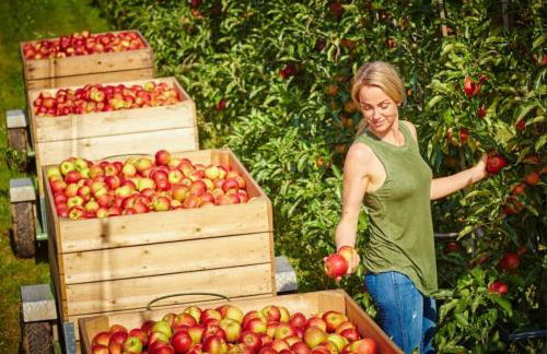 Appartement Jork Altes Land bei Hamburg direkt an der Elbe - Photo 13