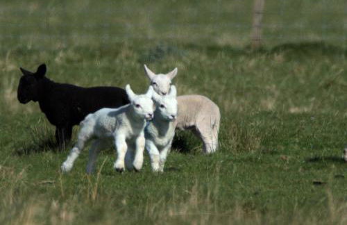 Rosemount Cottage TWO - Highland Cottage - Foto 63