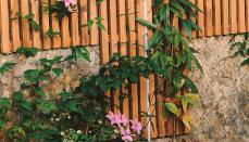 Maison 3 chambres - Jardin de l'Évêché - Photo 2, Garden