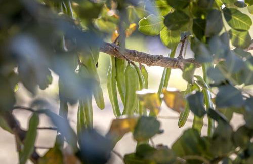 Villa Baras garden - house with pool - Photo 24