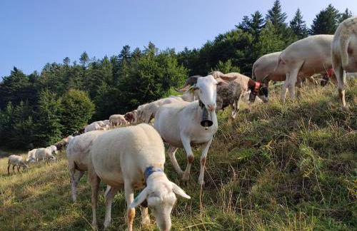 Le marronnier - Foto 14