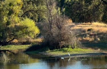 Trees of Heaven - Olive House - Foto 25