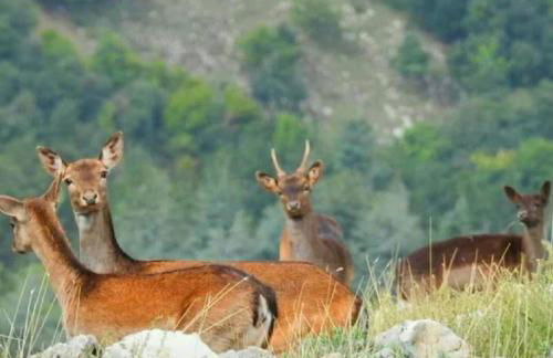 Agriturismo Monte Acuto - natura, mare & relax in piscina - Foto 29