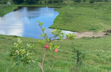 Jeleńczówka Alte Dorfschule - Foto 48