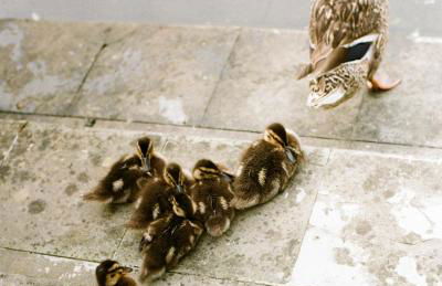 Relais La Foleia - Luxury Villa with private lake - Foto 35