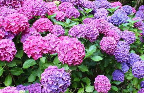 La Casita de las Hortensias - Photo 36