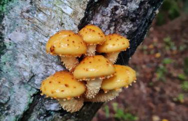 Morowo chałupa - Photo 59