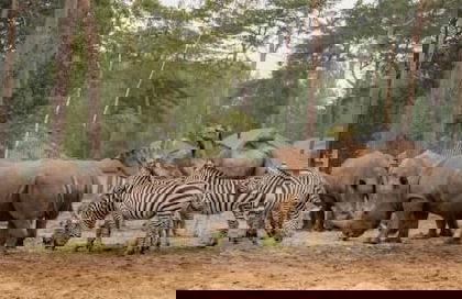 Safari Resort Beekse Bergen - Foto 52