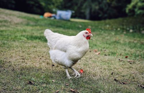 Woodland Lodge - Foto 8