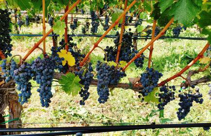 Luxury Napa Vineyard Estate 15 min from St. Helena - Foto 77