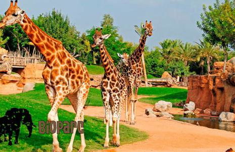 Bioparc Metro Valencia - Foto 21