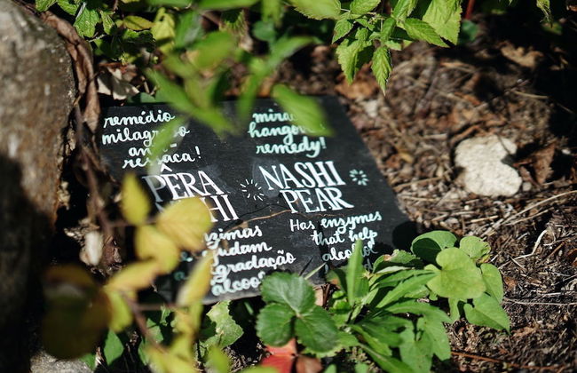 Casa Agrícola da Levada Eco Village - Foto 51