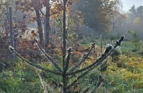 Dom Wakacyjny Kuszewo - Foto 47