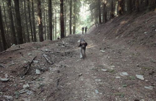 Holiday Home Moselle With Private Sauna - Foto 48