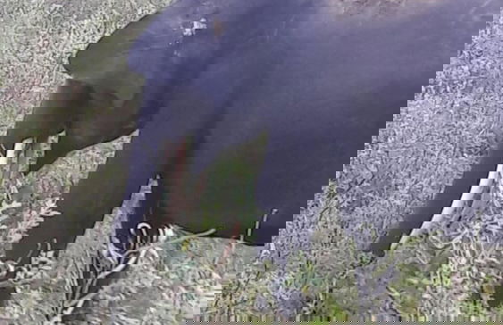 Nature Park Udawalawe - Foto 33