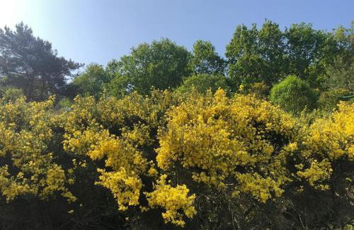 Ferienwohnung Ginster - Foto 29