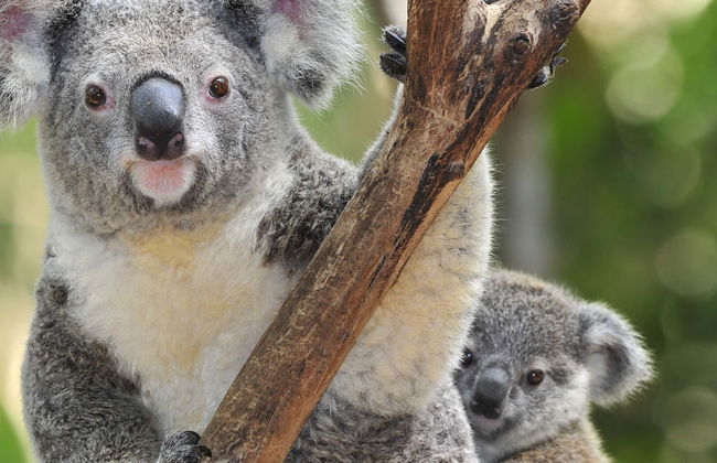 Biglietti per lo Zoo Taronga - Foto 1