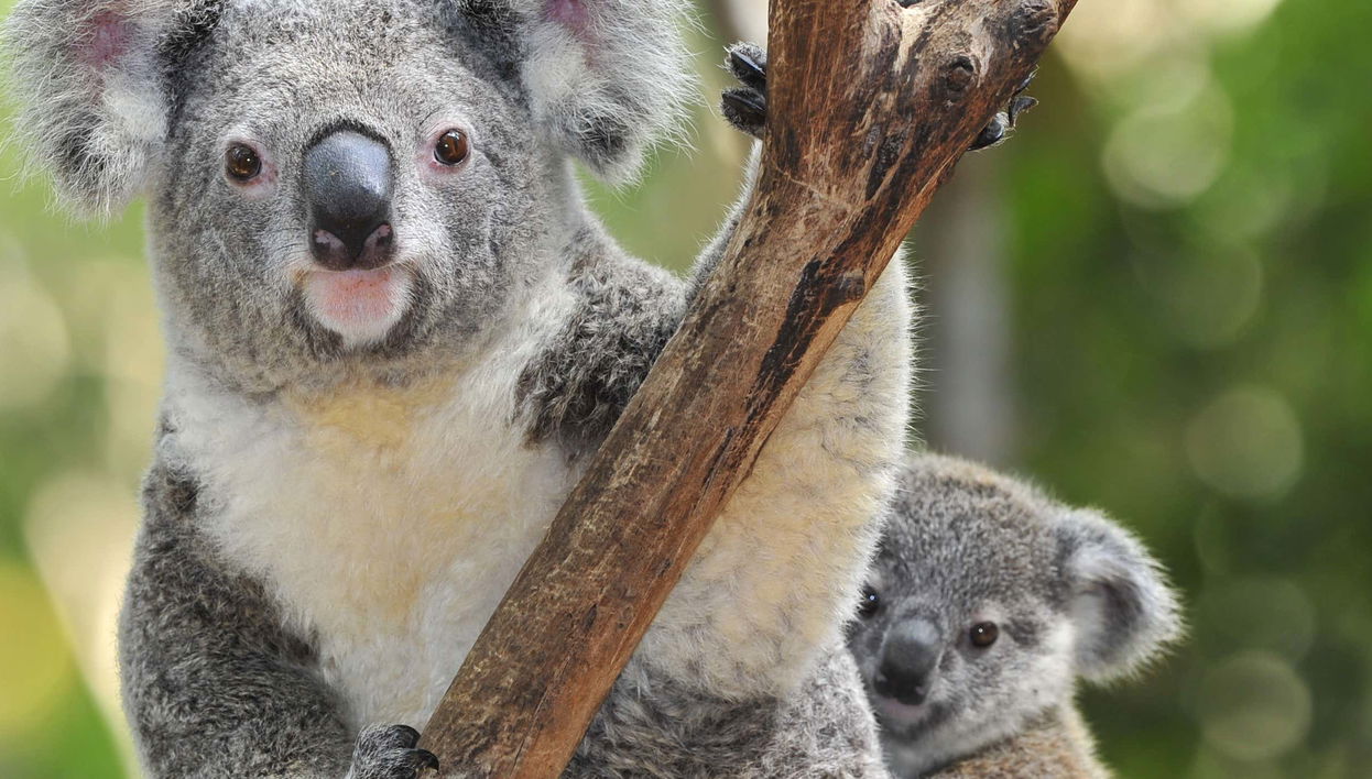 Biglietti per lo Zoo Taronga