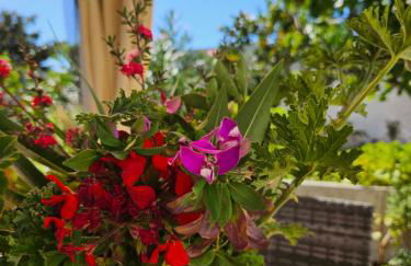 Rural Retreat - Quinta Sol 3 Bedroom House - Nazaré, Portugal - Photo 15