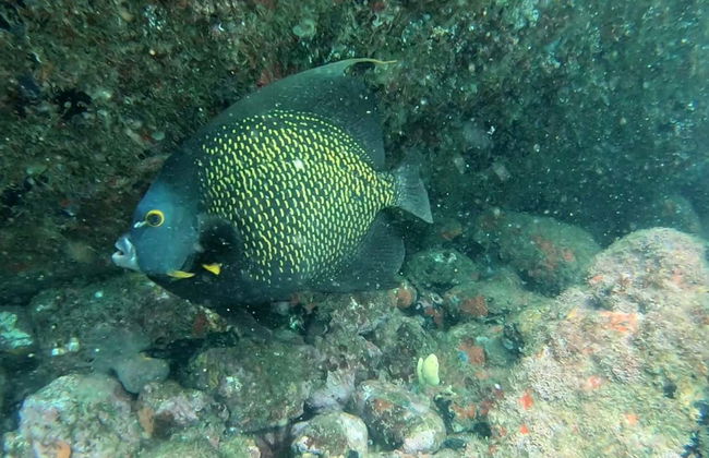 Bautismo de buceo en Ubatuba - Foto 5