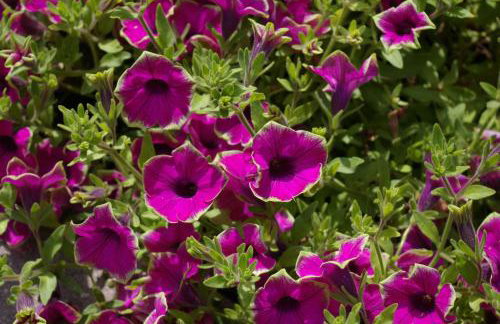 Ferienhaus Klookris 15 - Foto 12