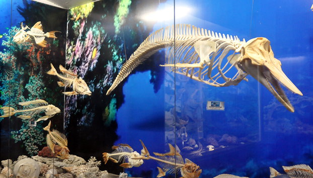 Davao City Sightseeing Tour with Lunch - Photo 4