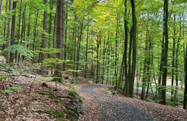 Villa Eifelblick Sauna&Wellness Apartment - Foto 36