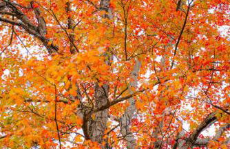 The 312 House - A Boho Retreat- Hocking Hills - Foto 33