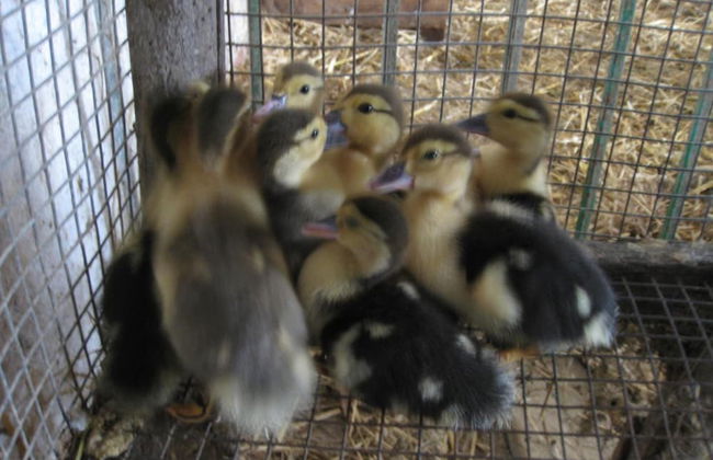 Cascina Ponchietta - Foto 38