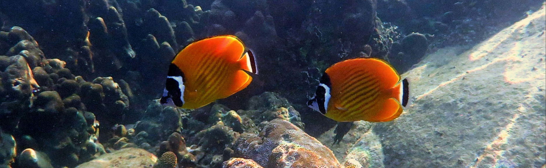 Snorkeling à Koh Tao