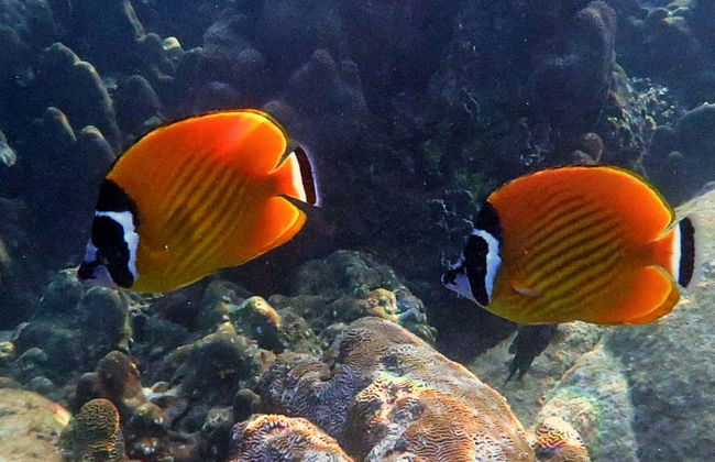 Snorkel em Koh Tao - Foto 1
