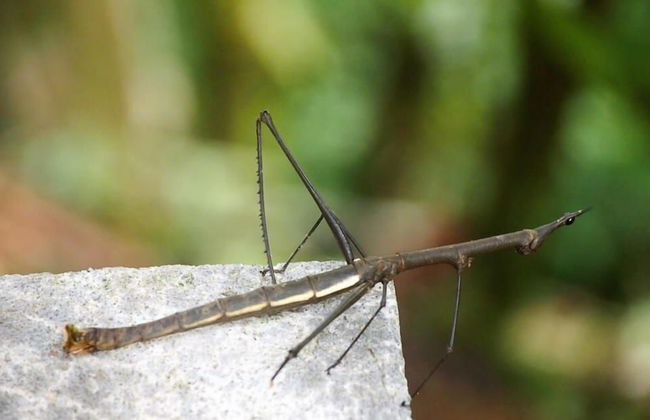 Pura Natura Lodge Arroyo - Foto 44