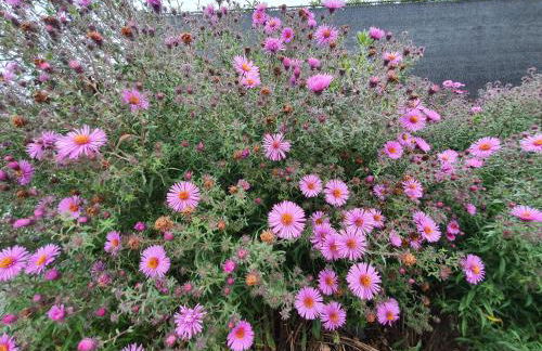 Maison confortable, terrasse et jardin à Amiens - Foto 38