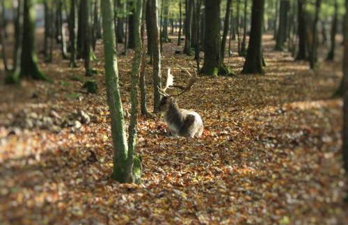 Modern Holiday Home in Hessen - Foto 58