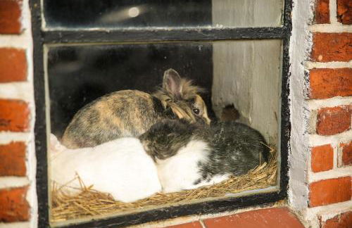 Ostsee Reetkate - Foto 57