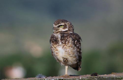 Chalés Recanto Paraíso - Foto 52