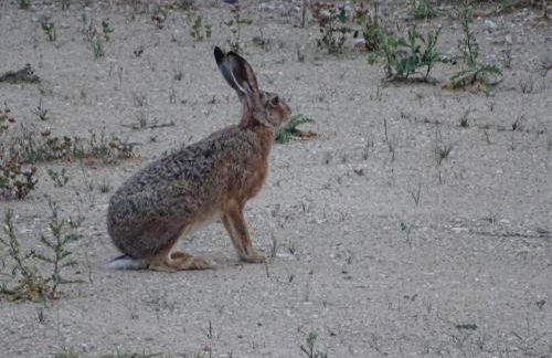Feriendomizil am Störmthaler See, Lagovida, Leipziger Neuseenland, Großpösna, Privatstrand - Foto 57