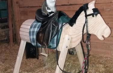 Ferienhof Arold - Photo 17